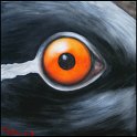 Augenblick eines Jungfernkranichs Acryl auf Leinwand;
30 x 30 cm